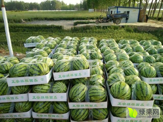 小红书揭秘，2017年西瓜行情大解析！