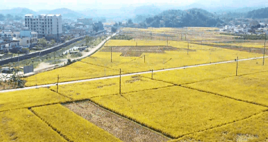 溪门精淮一肖一吗100,农业机械化与电气化_AXX50.259VR版