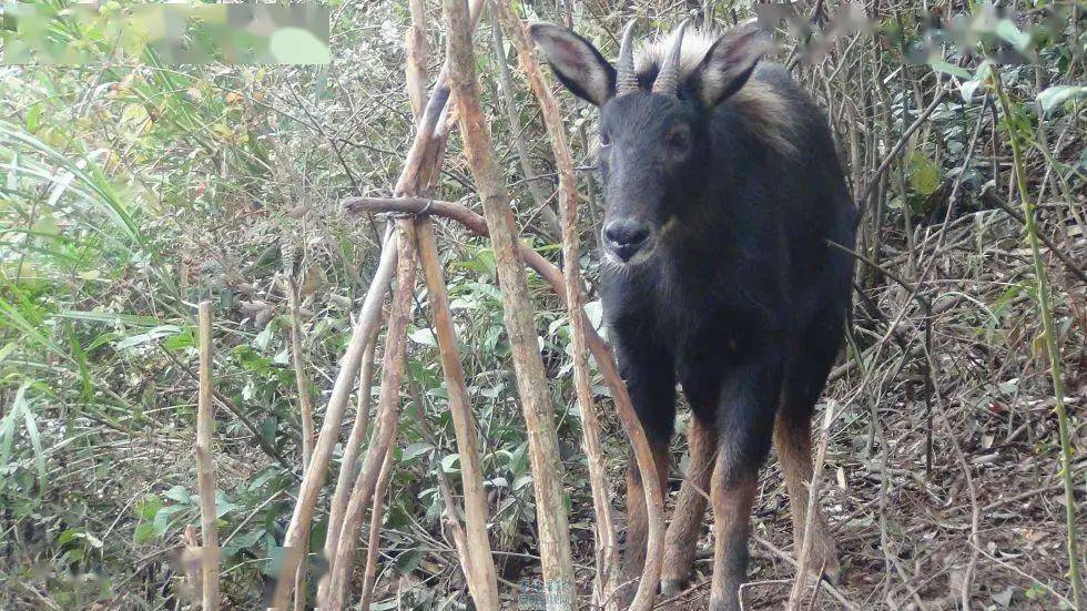 四不像正版资料2024年,管理措施_FBY50.786分析版