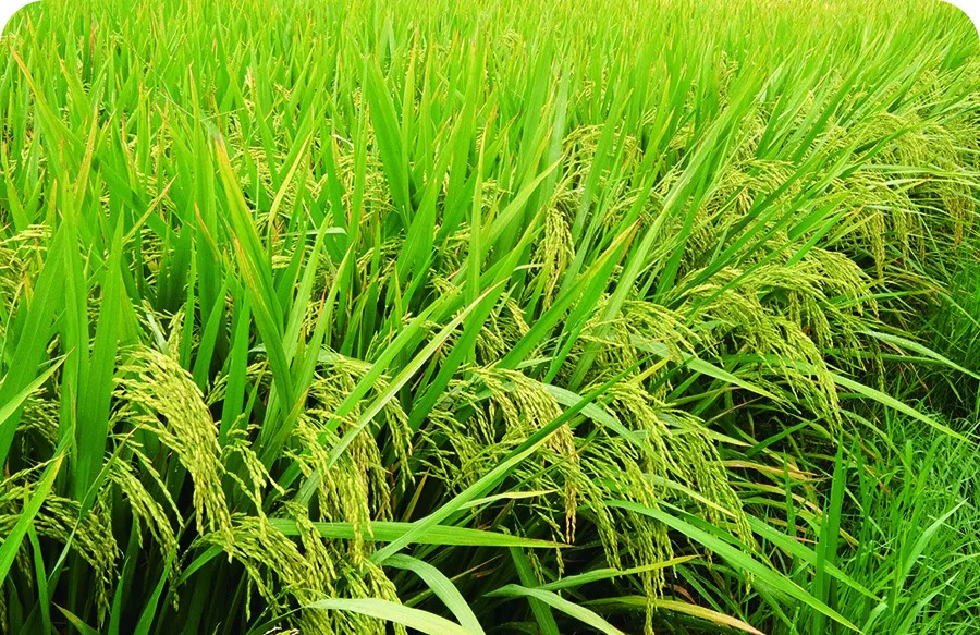 江西最新审定水稻品种，农业科技的进步与希望种子揭晓