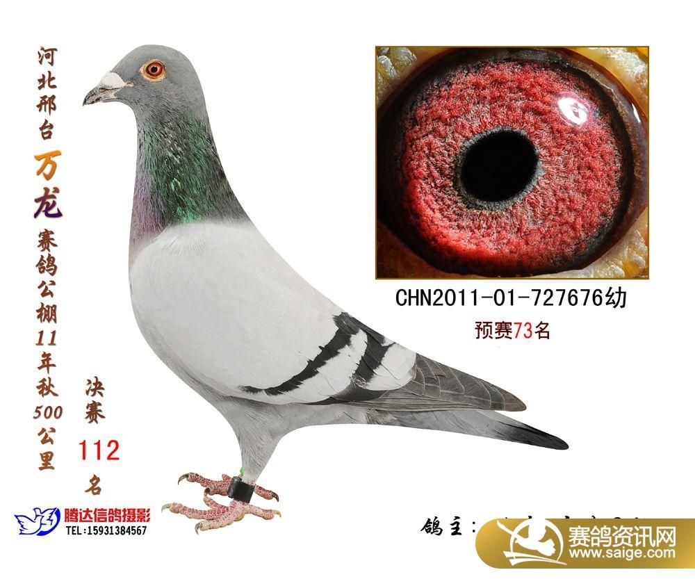 乐都信鸽最新公告,启程自然之旅,探寻美景与内心平静