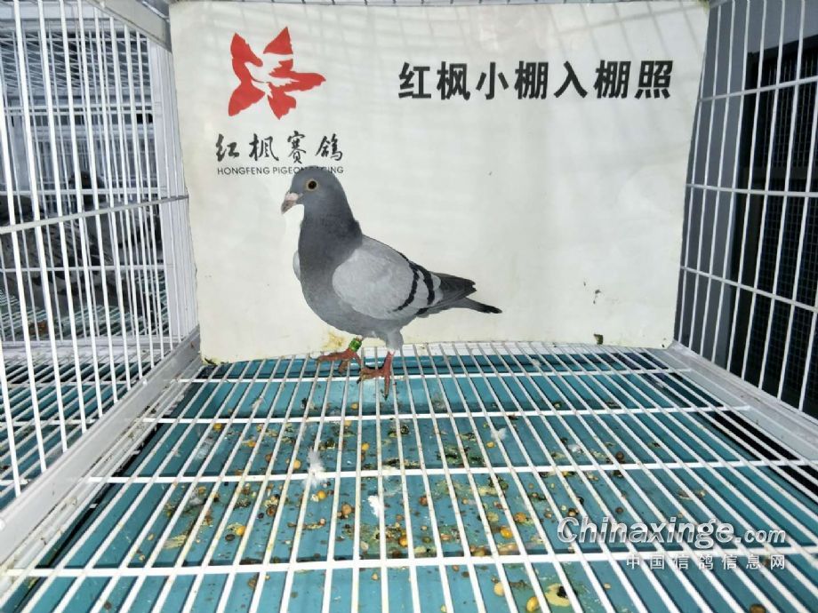 乐都信鸽最新公告,启程自然之旅,探寻美景与内心平静