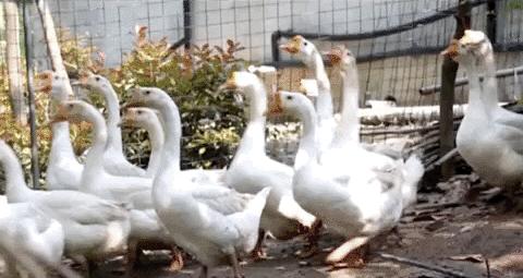 不锈钢链板 第450页