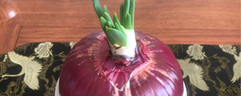 倒栽葱头最新作品,倒栽葱头最新作品,探索创新园艺的无限可能