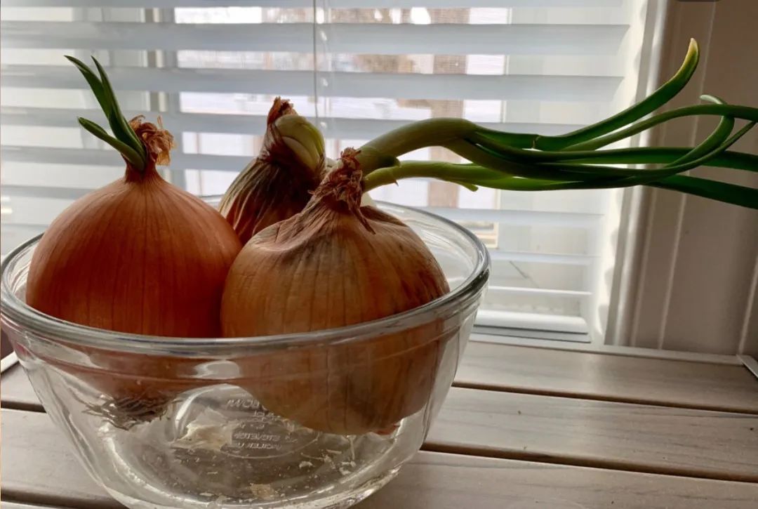 倒栽葱头最新作品,倒栽葱头最新作品,探索创新园艺的无限可能