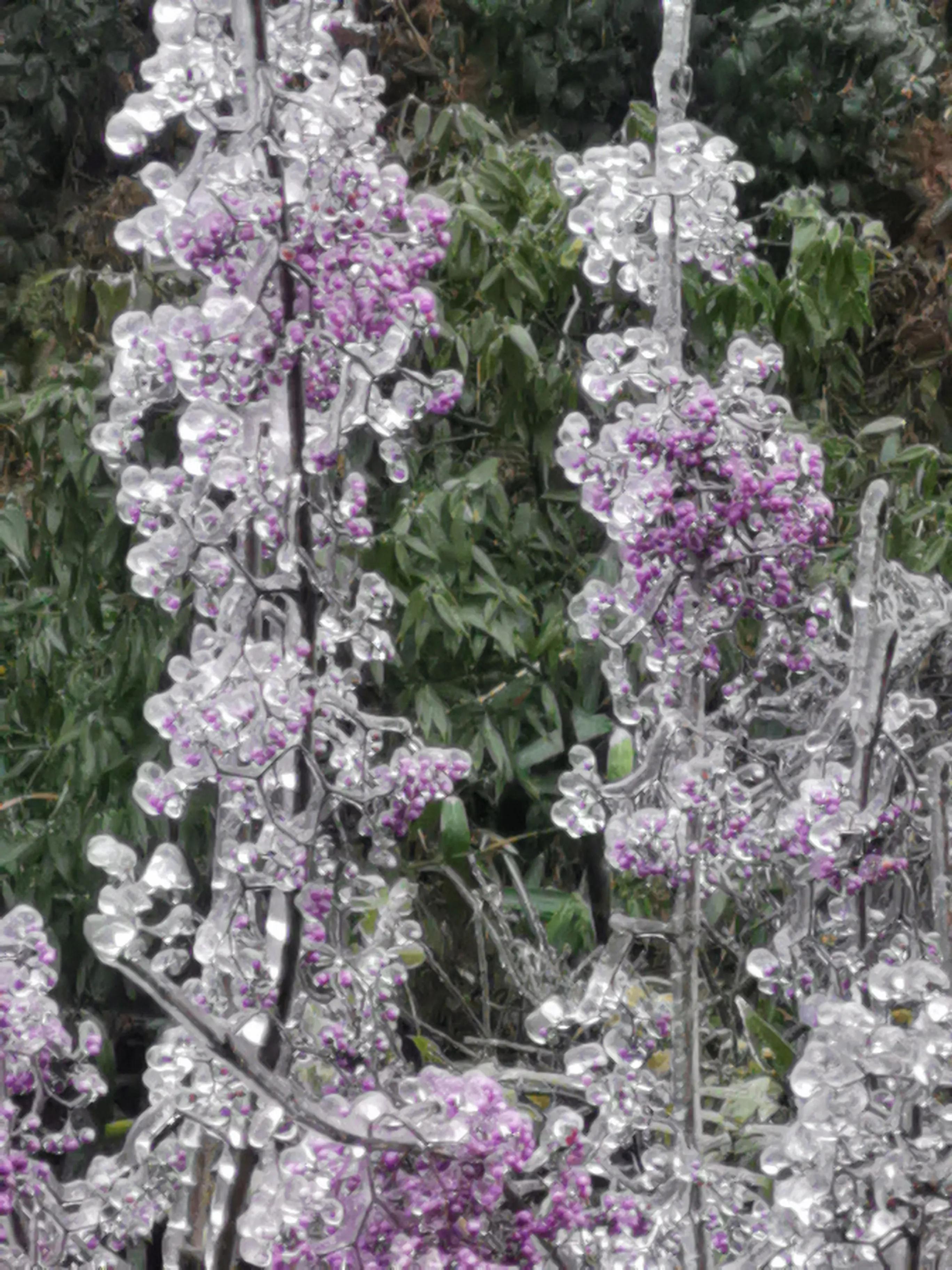 蓝山花园最新价格信息汇总🌸🏡