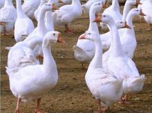 成品鹅最新价格行情与小巷美食秘境探索