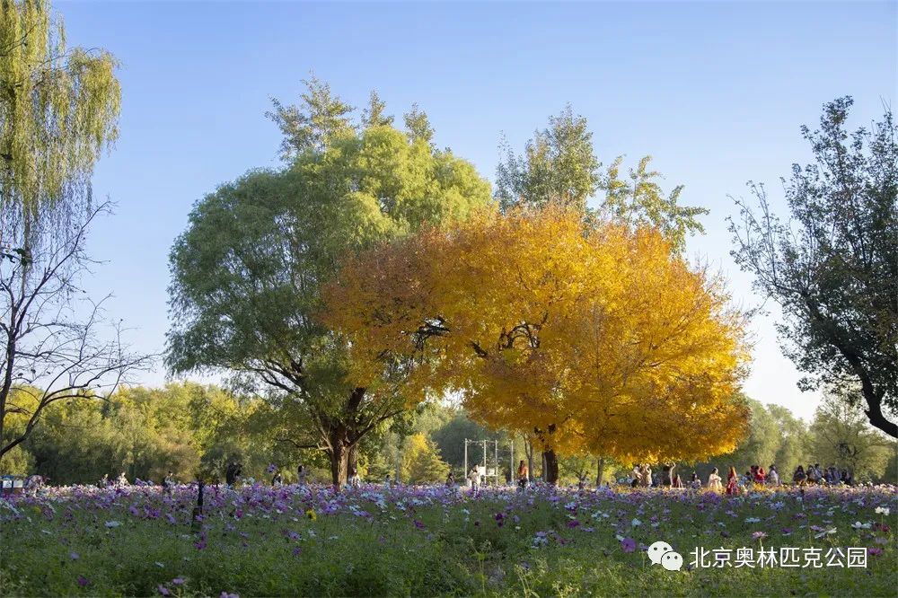 辛集奥森最新报价及市场趋势解析，选购建议与深度剖析