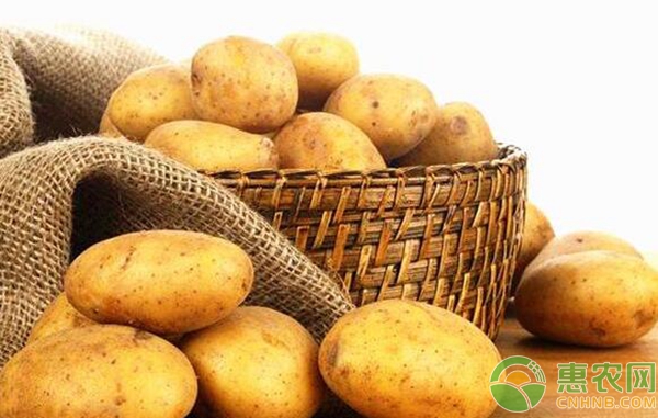 今日土豆最新价格及市场走势分析与预测