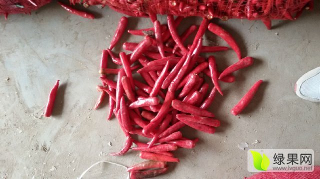 山东金乡辣椒最新价格，时代味道与市场的脉动同步更新