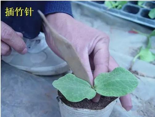 最新黄瓜嫁接技术视频,农业革新的前沿探讨与实战演示