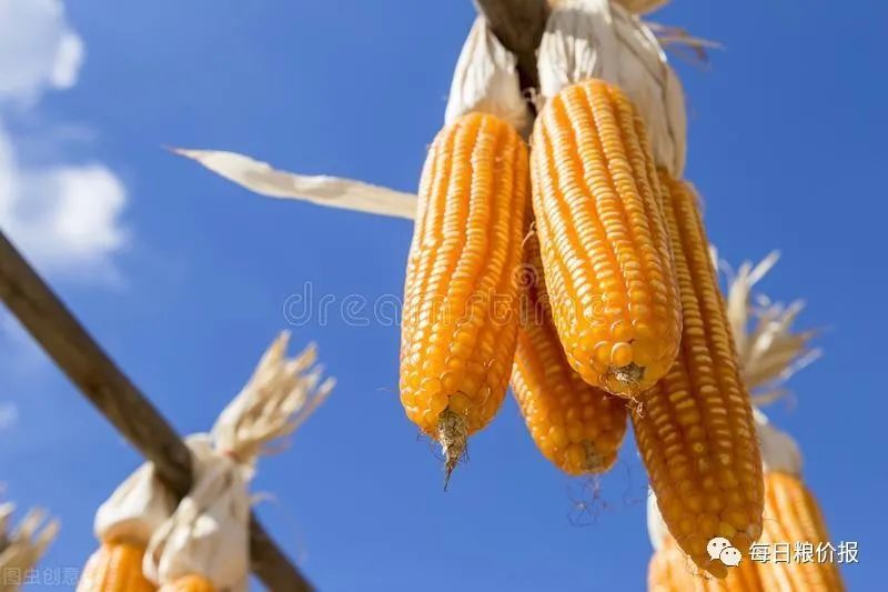 山西玉米最新价格动态，变化中的学习助力自信与梦想实现