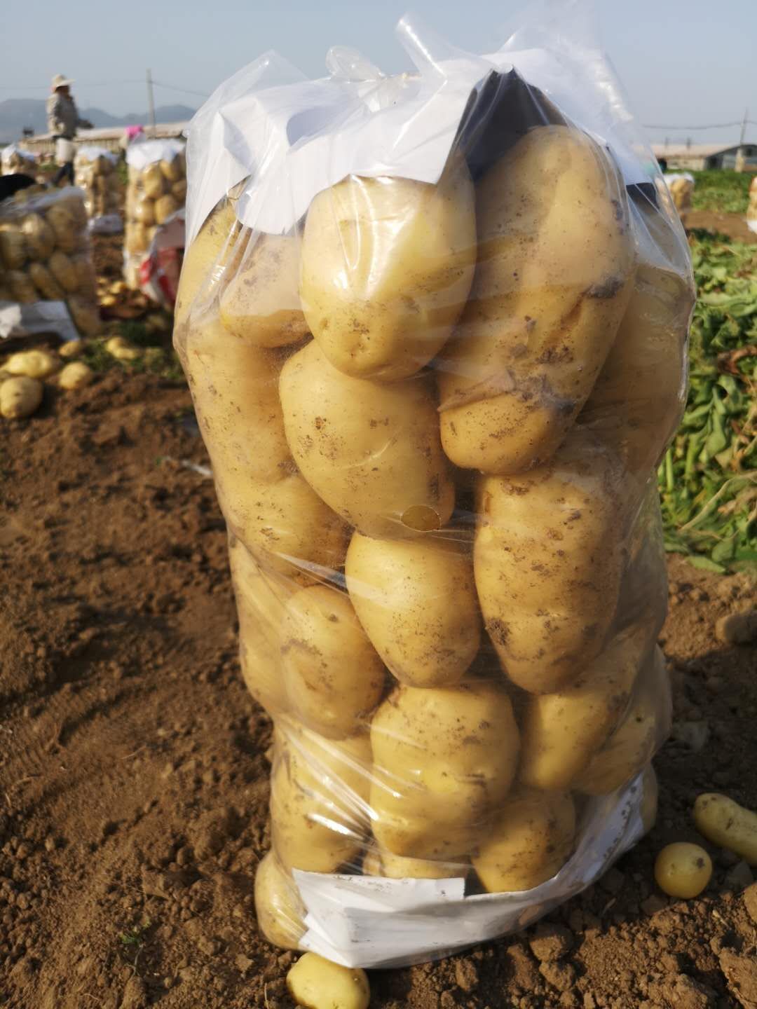 山东高密土豆最新价格指南，最新行情速递
