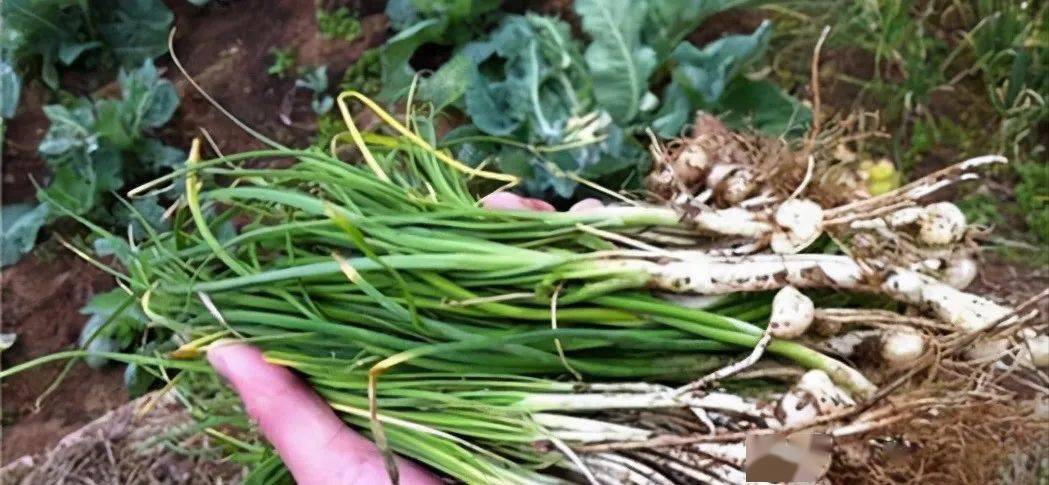 金乡小蒜最新价格及市场走势与影响因素分析概述