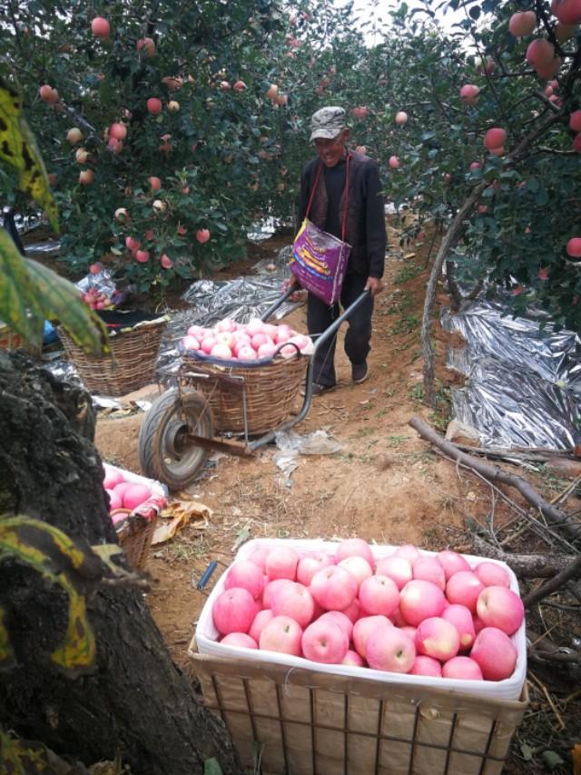 丰收家商户版最新更新，引领商户迈向智能新纪元