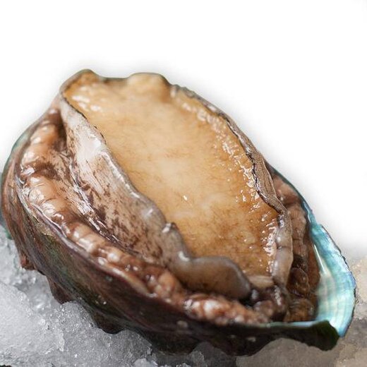 揭秘科技重塑鲍鱼市场，2024年最新鲍鱼价格与未来生活品质体验