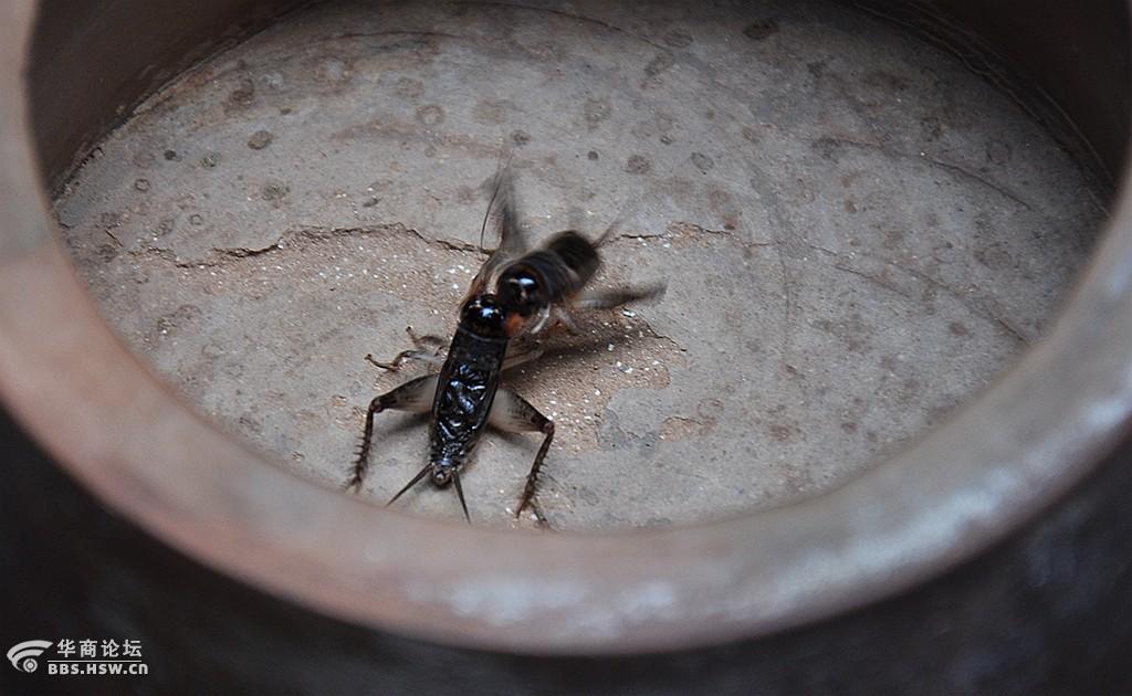 蛐蛐汁源最新解压密码，自然美景的心灵之旅探索