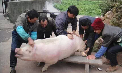 四川人杀年猪完整步骤指南，最新视频揭秘传统习俗杀猪过程