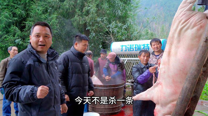 四川人杀年猪完整步骤指南,最新视频揭秘传统习俗杀猪过程