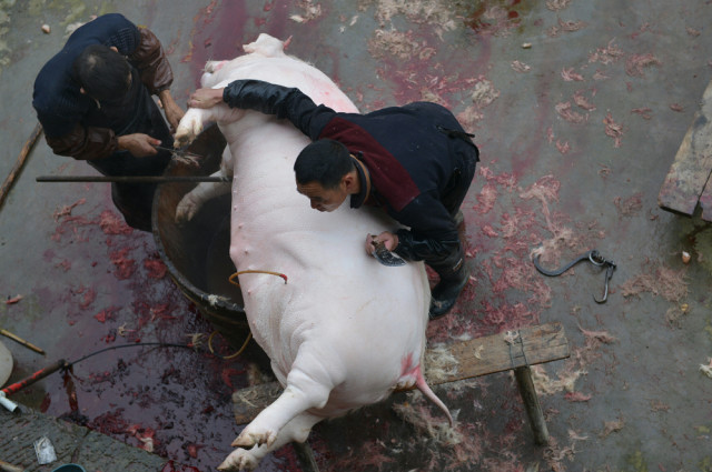 四川人杀年猪完整步骤指南,最新视频揭秘传统习俗杀猪过程