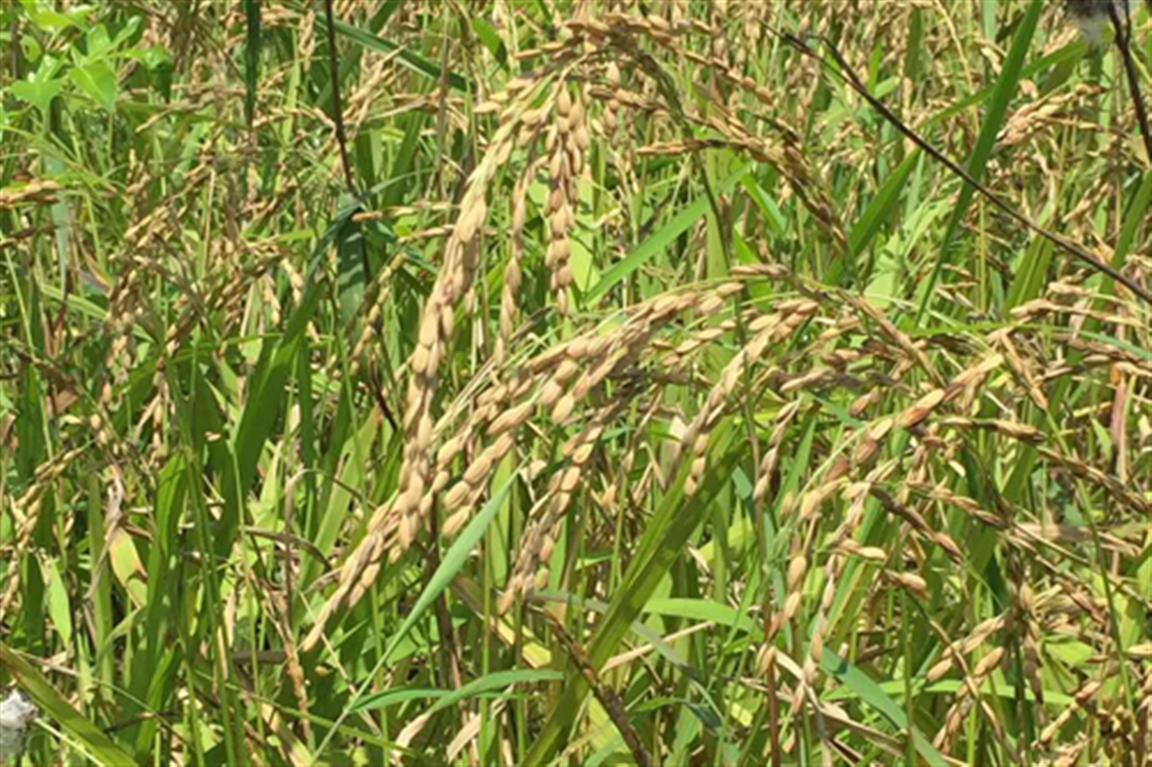 红米最新款手机2016款购买指南与使用指南全攻略