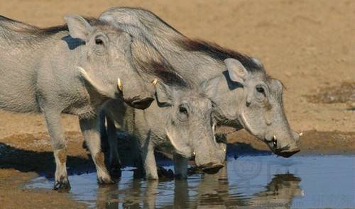 池州一高校内惊现狂奔野猪,科学分析严谨解释_CRI9.705实验版