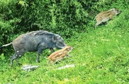 池州一高校内惊现狂奔野猪,科学分析严谨解释_CRI9.705实验版