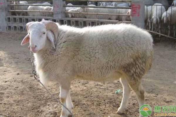 最新羊价格行情走势及高科技产品介绍