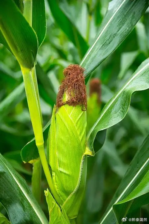 不锈钢螺旋网带 第359页