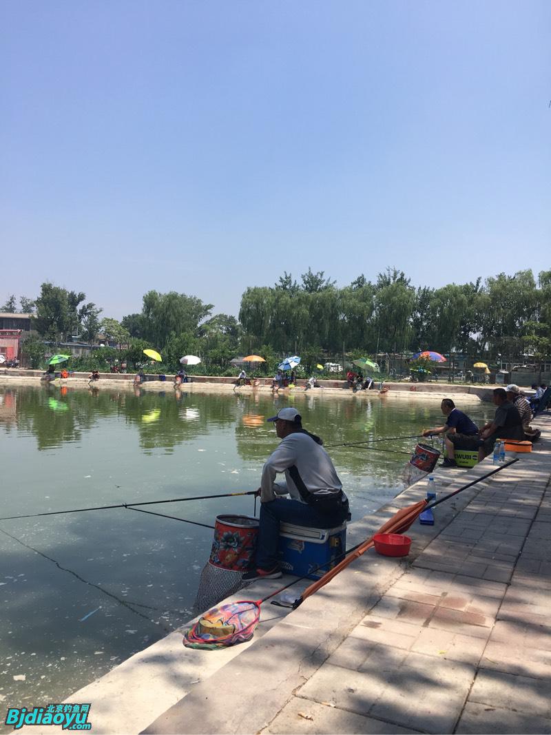 石家庄钓场最新鱼讯，垂钓指南与动态更新