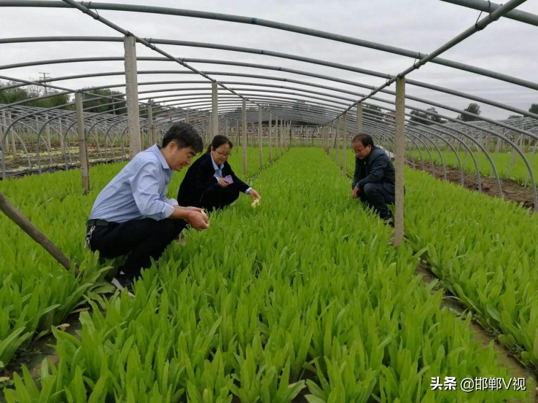 永年县蔬菜最新价格，科技智能引领新生活体验新篇章