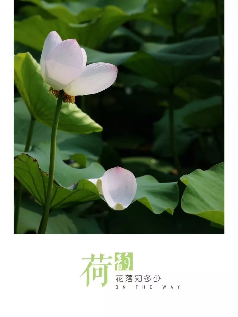 不锈钢链板 第335页