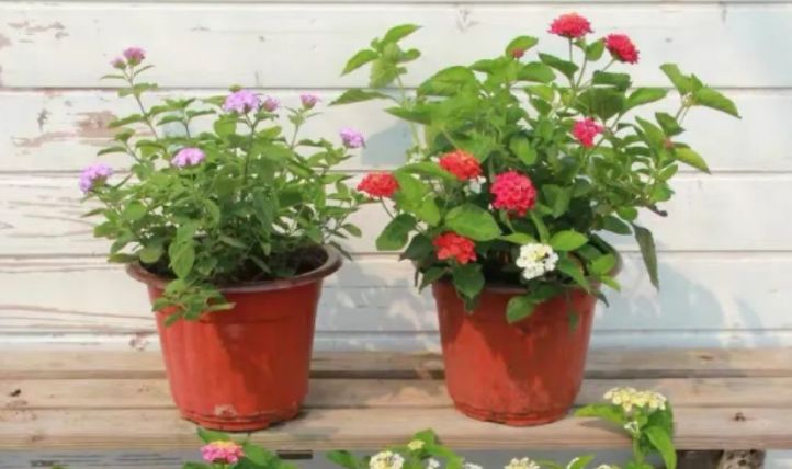 微微萌小主日常温馨趣事与友情情感纽带最新视频