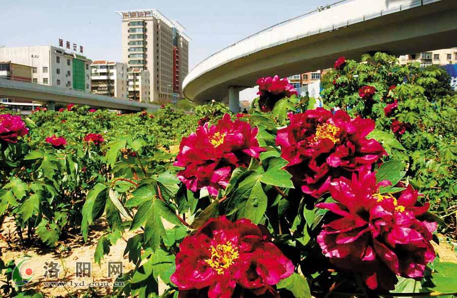 洛阳莲庄最新新闻,洛阳莲庄最新新闻,如何获取并了解洛阳莲庄的最新新闻