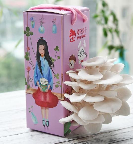 最新蘑菇盒子，家居装饰与种植的新潮流之选