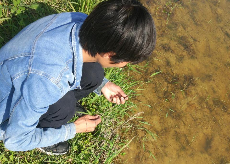 探讨黄鳝捕捉新方法与技巧分享，最新抓黄鳝指南