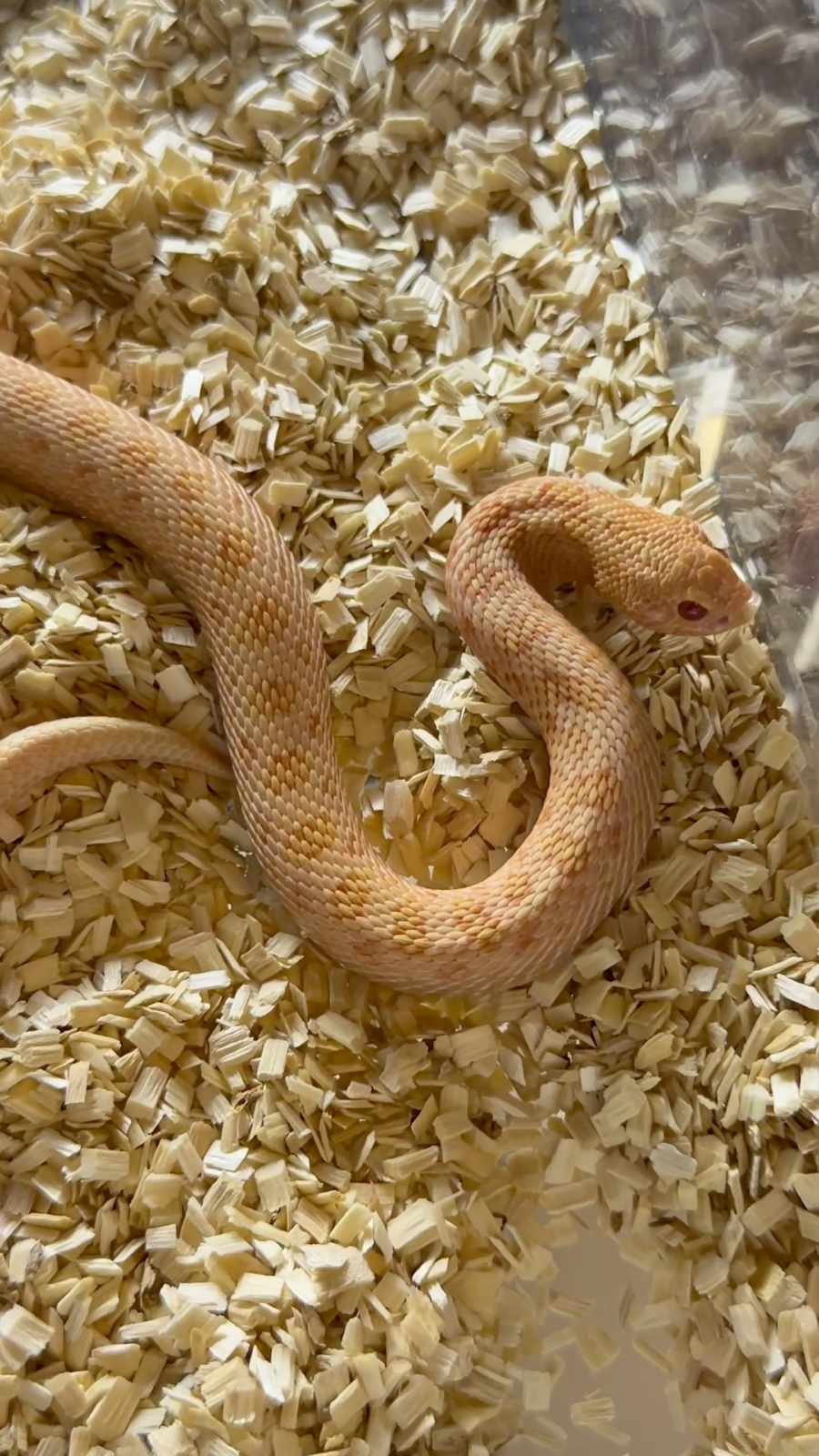 蛇宝宝最新动态,背景、事件与地位概述