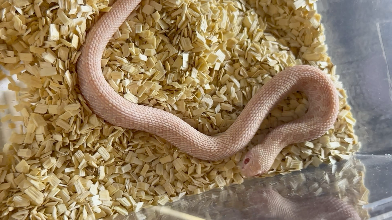 蛇宝宝最新动态,背景、事件与地位概述