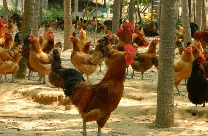 玉环最新养鸡趋势,探索养鸡业的新发展与创新