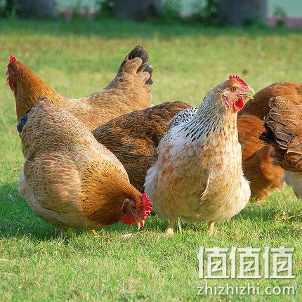 玉环最新养鸡趋势,探索养鸡业的新发展与创新