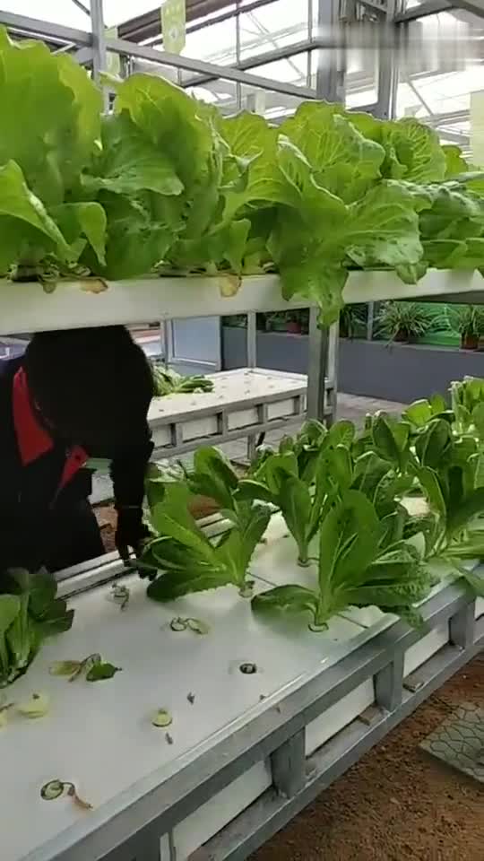 最新无土栽培技术，与自然美景的亲密之旅，探寻内心平和与喜悦的旅程