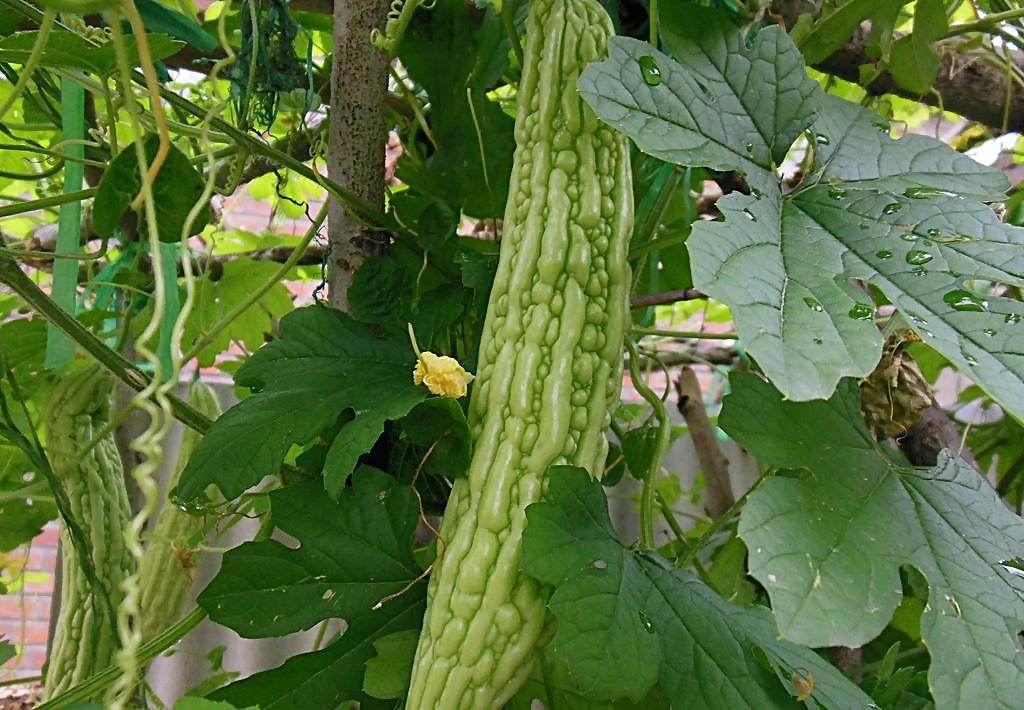 苦瓜网最新高科技产品介绍及展示