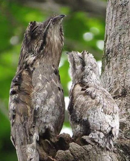 最新蝗虫孵化，沙漠中的生命奇迹