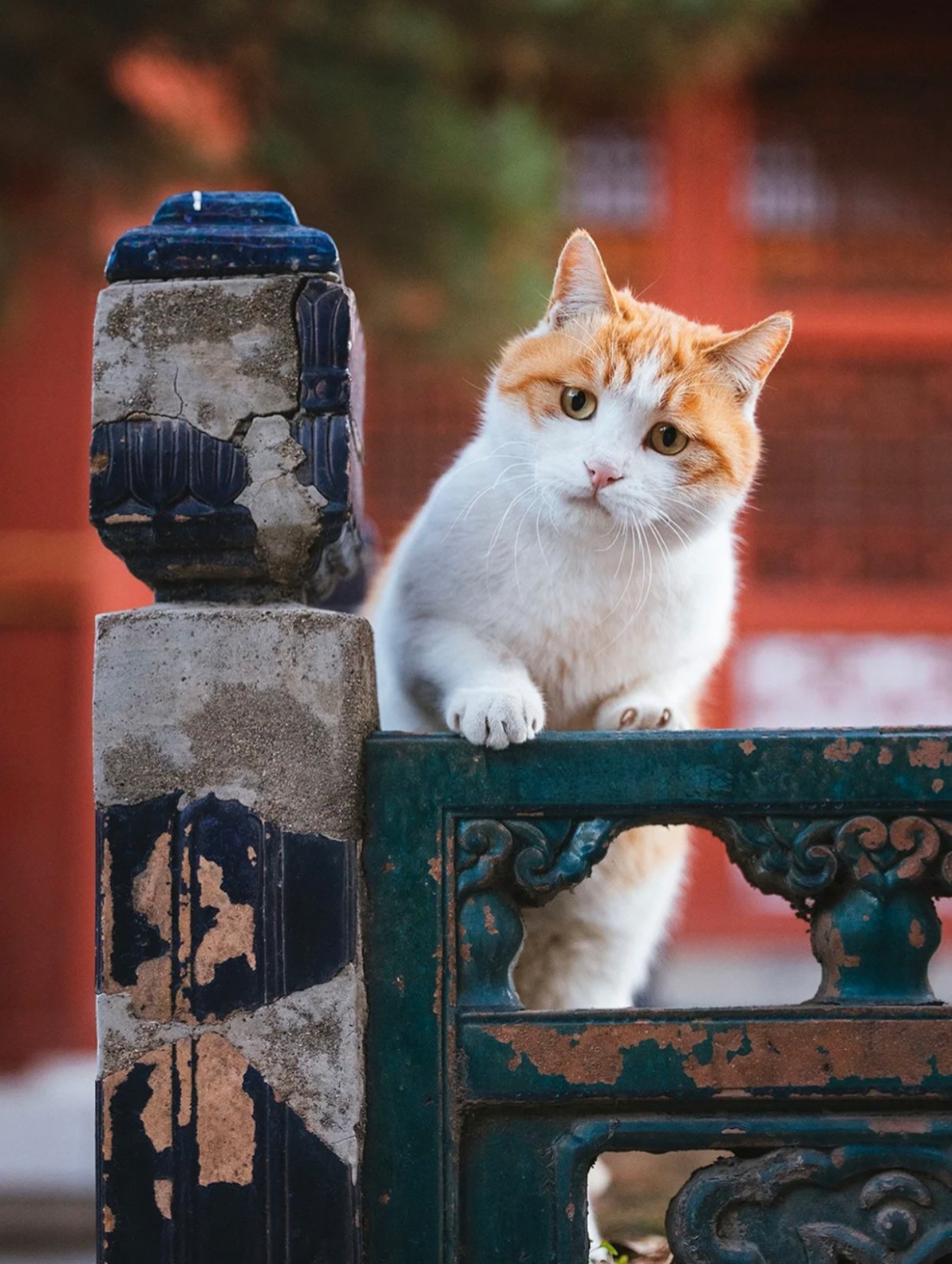 故宫猫最新动态，揭秘故宫猫的生活与故事