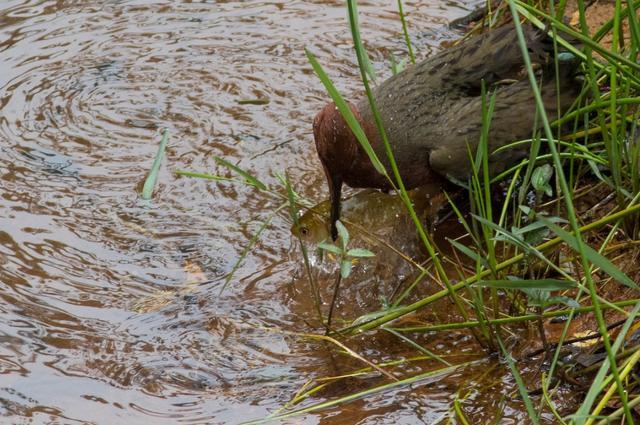 特色小店探寻灭绝生物与小巷隐秘宝藏的奇妙之旅