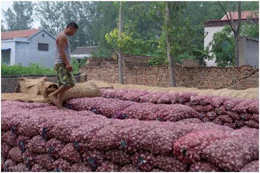 美菜最新动态概览