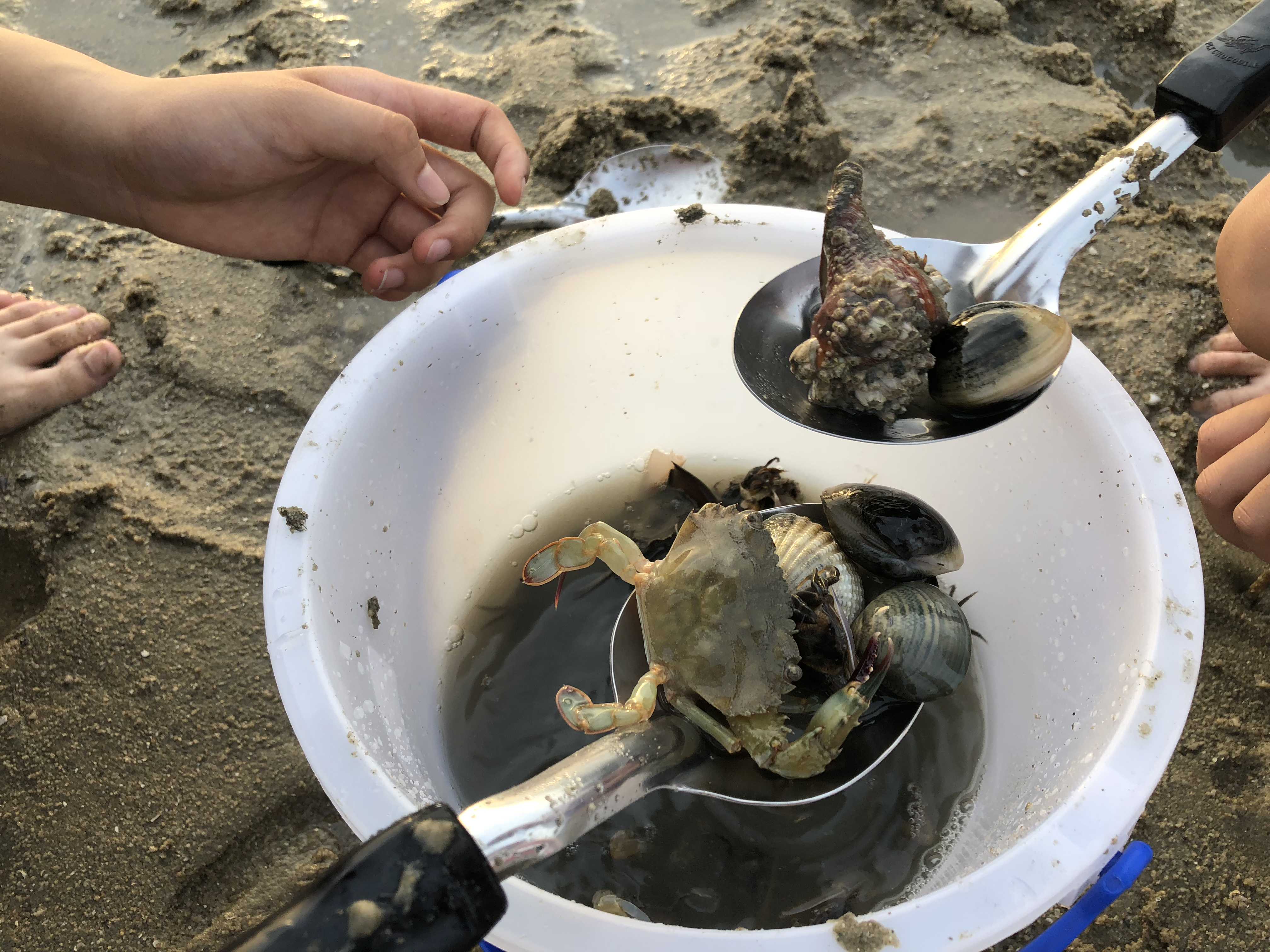 最新赶海体验，与自然美景的亲密接触之旅