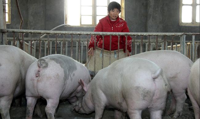 最新猪价上涨趋势，背景、事件、影响与时代地位分析