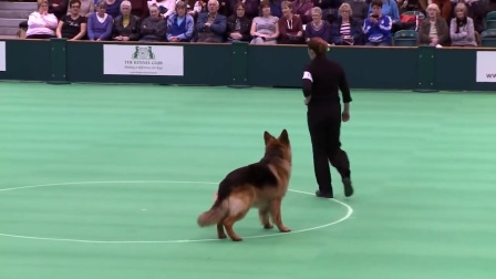 德国德牧比赛，与自然美景的邂逅，探寻内心的平静与宁静之旅