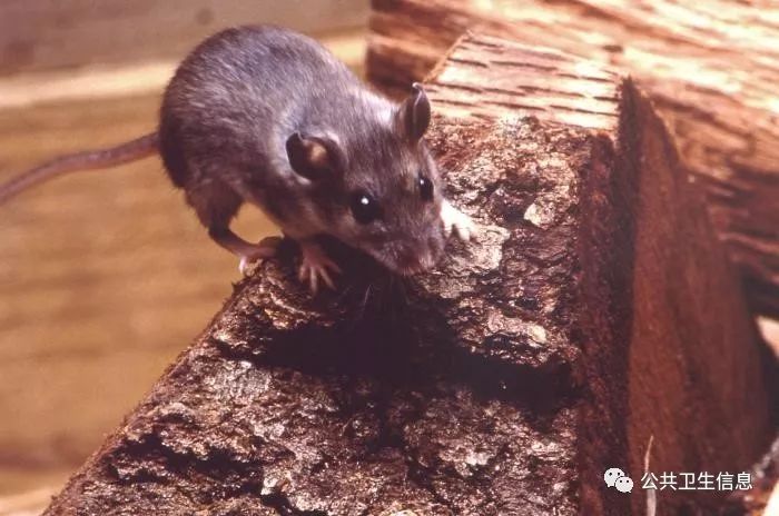 汉坦病毒最新动态更新，病毒研究与发展概况